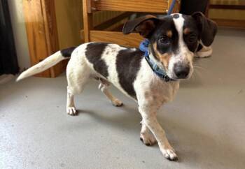 T-Rex -  Mixed Breed Dog for Adoption in Lawrenceburg, Tennessee - T-Rex | PetCurious