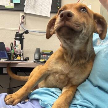 Rugby -  Mixed Breed Dog for Adoption in Columbiana, Alabama - Rugby | PetCurious