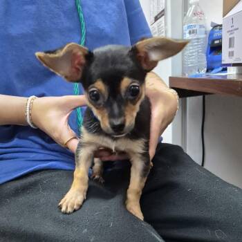 Chris Chi Rock -  Chihuahua and Mixed Breed Dog for Adoption in Ardmore, Oklahoma - Chris Chi Rock | PetCurious