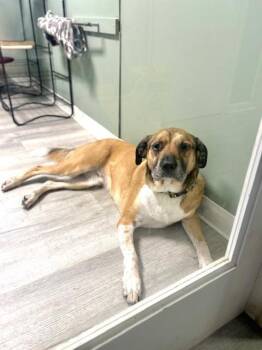 Labrador Retriever and Shepherd Dogs Available for Adoption in Muskegon, Michigan - Winston (formerly Known As Conner) | PetCurious