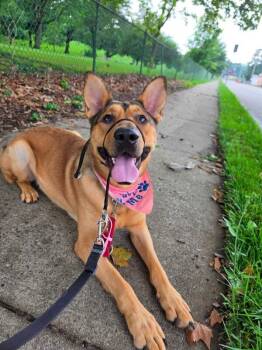 Max -  Mixed Breed Dog for Adoption in Cincinnati, Ohio - Max | PetCurious