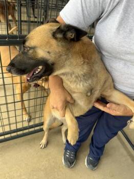 Sweet Potato - Located in FL -  Belgian Shepherd Malinois Dog for Adoption in Imlay City, Michigan - Sweet Potato - Located In FL | PetCurious