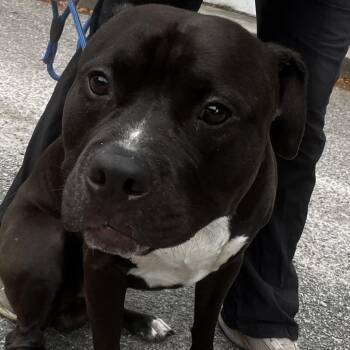 Mixed Breed Dogs Available for Adoption in Summerville, South Carolina - Zayden | PetCurious