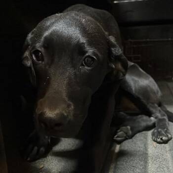 Espresso -  Mixed Breed Dog for Adoption in Gadsden, Alabama - Espresso | PetCurious