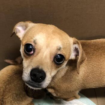 Chicken McNuggets (Dark Green) -  Mixed Breed Dog for Adoption in Oak Park, Illinois - Chicken McNuggets (Dark Green) | PetCurious