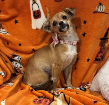 Annie -  Chihuahua and Mixed Breed Dog for Adoption in Corona, California - Annie | PetCurious