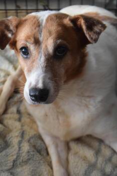 Hope -  Beagle Dog for Adoption in Pahrump, Nevada - Hope | PetCurious