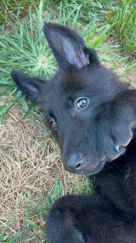COLLIN -  German Shepherd Dog Dog for Adoption in Holbrook, New York - COLLIN | PetCurious