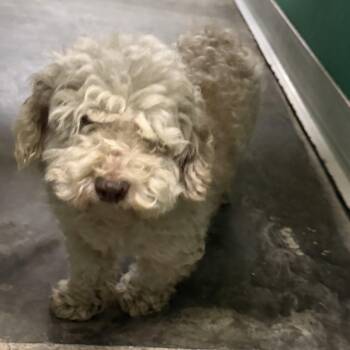 Teddy -  Poodle Dog for Adoption in Trenton, Missouri - Teddy | PetCurious