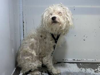 CHARLIE -  Poodle Dog for Adoption in Visalia, California - CHARLIE | PetCurious