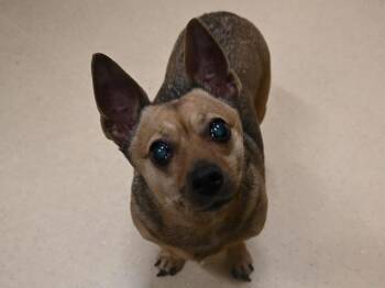 Chihuahua Dogs Available for Adoption in Portland, Oregon - Pixie | PetCurious