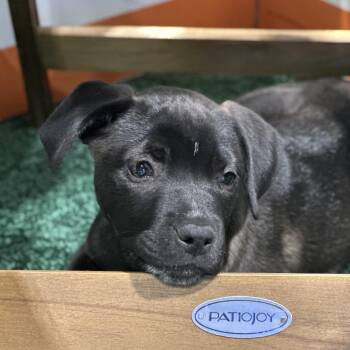 Mixed Breed Dogs Available for Adoption in Oak Brook, Illinois - Chai | PetCurious