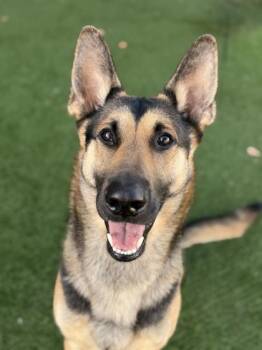 Leonidas -  German Shepherd Dog Dog for Adoption in Sacramento, California - Leonidas | PetCurious