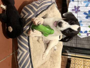 Patty -  German Shorthaired Pointer Dog for Adoption in Semmes, Alabama - Patty | PetCurious
