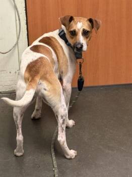TOBY -  Terrier Dog Available for Adoption in Santa Cruz, California - TOBY | PetCurious