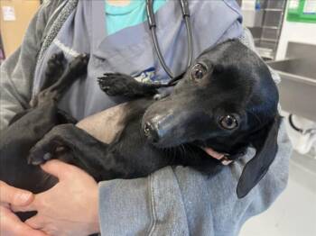 Mixed Breed Dogs Available for Adoption in Santa Fe, New Mexico - PEPPER | PetCurious