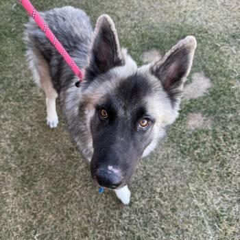 Husky and German Shepherd Dog Dogs Available for Adoption - Crawl | PetCurious