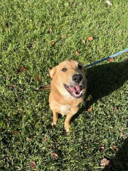 Rescue Retriever Dogs for Adoption in Hillsboro, Ohio - Princess Peach | PetCurious