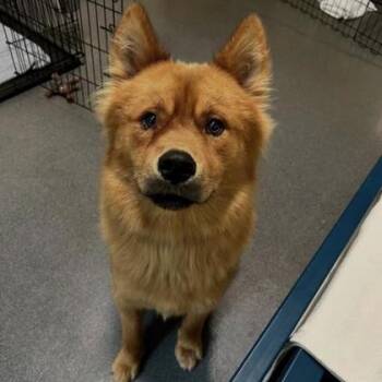Chow Chow and Mixed Breed Dogs Available for Adoption in Richmond, Virginia - Yam | PetCurious
