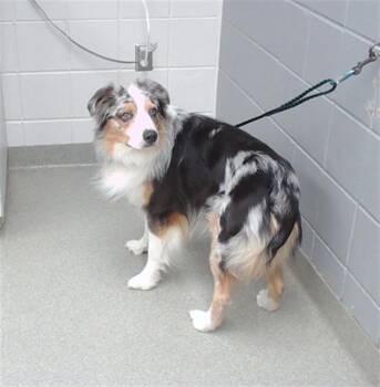 CALYPSO -  Australian Shepherd and Mixed Breed Dog for Adoption in Omaha, Nebraska - CALYPSO | PetCurious