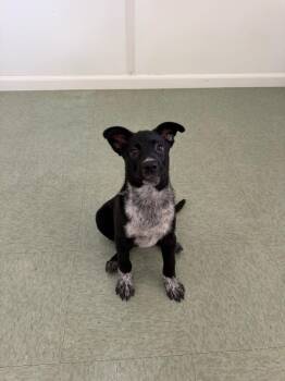 Chickpea -  Cattle Dog and Mixed Breed Dog for Adoption in Danielsville, Georgia - Chickpea | PetCurious