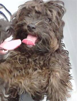 Poodle and Mixed Breed Dogs Available for Adoption in Omaha, Nebraska - TUGBOAT | PetCurious