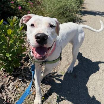 Rescue Mixed Breed Dogs for Adoption in San Francisco, California - Monterey | PetCurious
