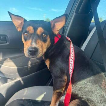 Roxy -  Pit Bull Terrier and Australian Cattle Dog Blue Heeler Dog for Adoption in Meeker, Oklahoma - Roxy | PetCurious