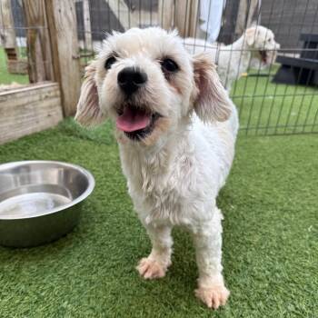 Lucy 3192 -  Poodle Dog for Adoption in Loxahatchee Groves, Florida - Lucy 3192 | PetCurious