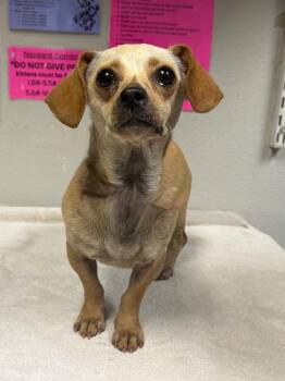 Moon Pie -  Chihuahua and Dachshund Dog for Adoption in Sorrento, Louisiana - Moon Pie | PetCurious