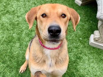 Shar Pei and Shepherd Dogs Available for Adoption in San Marcos, California - URGENT SAVE ME PLEASE Kona A540355 | PetCurious