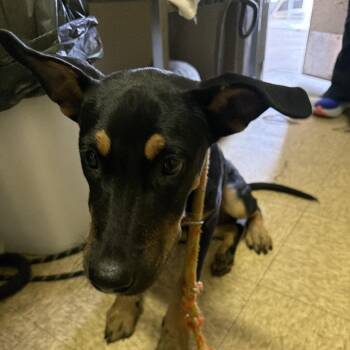 Rena -  Shepherd Dog for Adoption in Birmingham, Alabama - Rena | PetCurious