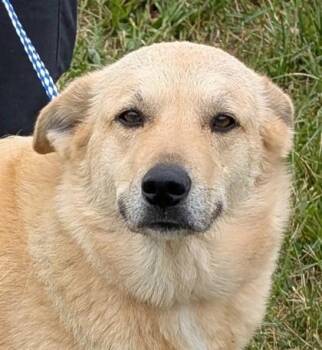 Retriever and Shepherd Dogs Available for Adoption in Taylorsville, North Carolina - Candace | PetCurious
