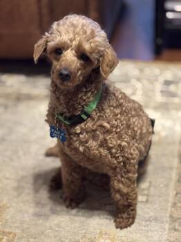 Poodle Dogs Available for Adoption - Benny -ARR | PetCurious