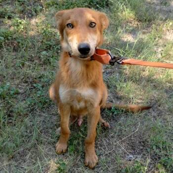 Rucker -  Irish Setter and Mixed Breed Dog for Adoption in West Islip, New York - Rucker | PetCurious