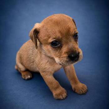 Otto (Blue collar) -  Miniature Dachshund and Chihuahua Dog for Adoption in Newport, Tennessee - Otto (Blue Collar) | PetCurious