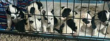 Australian Cattle Dog Blue Heeler Dogs Available for Adoption - Trent Krimm | PetCurious