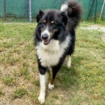 Collie Dogs Available for Adoption in Warwick, Rhode Island - HEATH | PetCurious