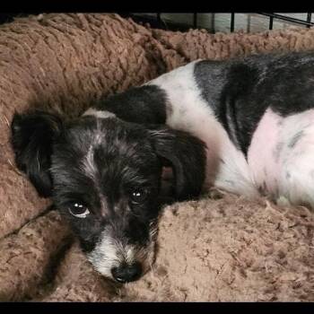 Rescue Terrier Dogs for Adoption - Quinn | PetCurious