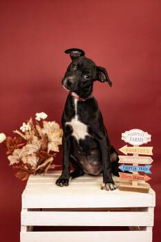 785-26 -  Australian Cattle Dog Blue Heeler Dog for Adoption in Brighton, Colorado - 785-26 | PetCurious