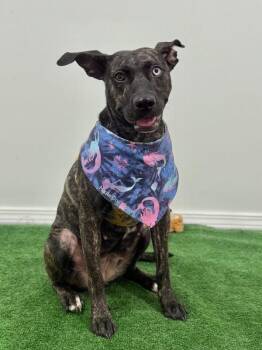 Grace-One of our Amazing Rescue Dogs -  Mountain Cur and Pit Bull Terrier Dog for Adoption in Carlsbad, California - Grace-One Of Our Amazing Rescue Dogs | PetCurious