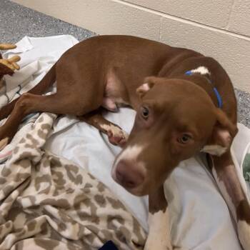 Max -  Mixed Breed Dog for Adoption in Hendersonville, North Carolina - Max | PetCurious