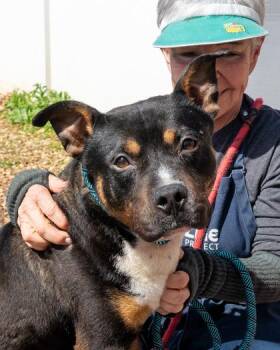 Skid Steer -  Mixed Breed Dog for Adoption in Chamblee, Georgia - Skid Steer | PetCurious