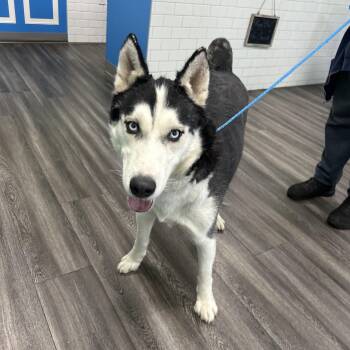 Reggie -  Siberian Husky Dog Available for Adoption in Stiles, Pennsylvania - Reggie | PetCurious