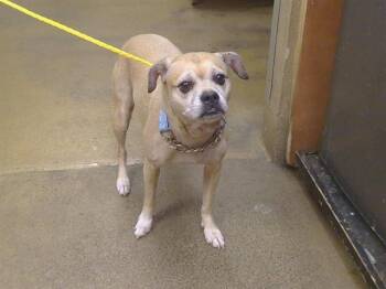TRIXIE -  Pug and Mixed Breed Dog for Adoption in Sacramento, California - TRIXIE | PetCurious