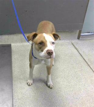 Catahoula Leopard Dog Dogs Available for Adoption in Tallahassee, Florida - DIPPER | PetCurious
