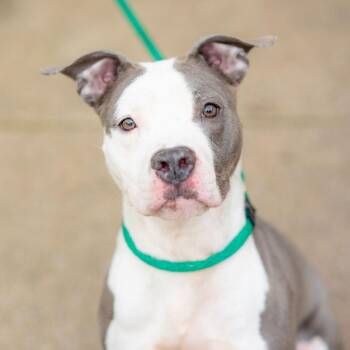 Georgia -  Pit Bull Terrier Dog for Adoption in Chester Springs, Pennsylvania - Georgia | PetCurious