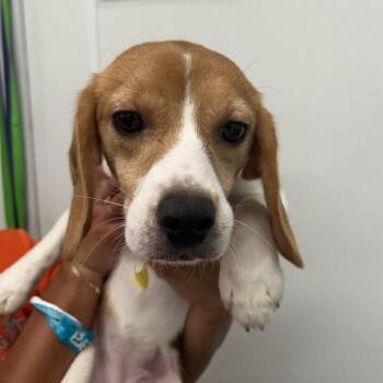 Sabine 3649 -  Beagle Dog for Adoption in Loxahatchee Groves, Florida - Sabine 3649 | PetCurious
