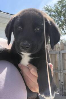 Labrador Retriever and Mixed Breed Dogs Available for Adoption in Aurora, Indiana - Connecticut : Easton | PetCurious