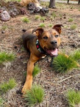 Irish Terrier and Mixed Breed Dogs Available for Adoption in Bend, Oregon - Toffee | PetCurious